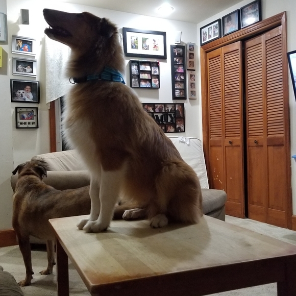 Dogs & Kids - Picture 11 of 16